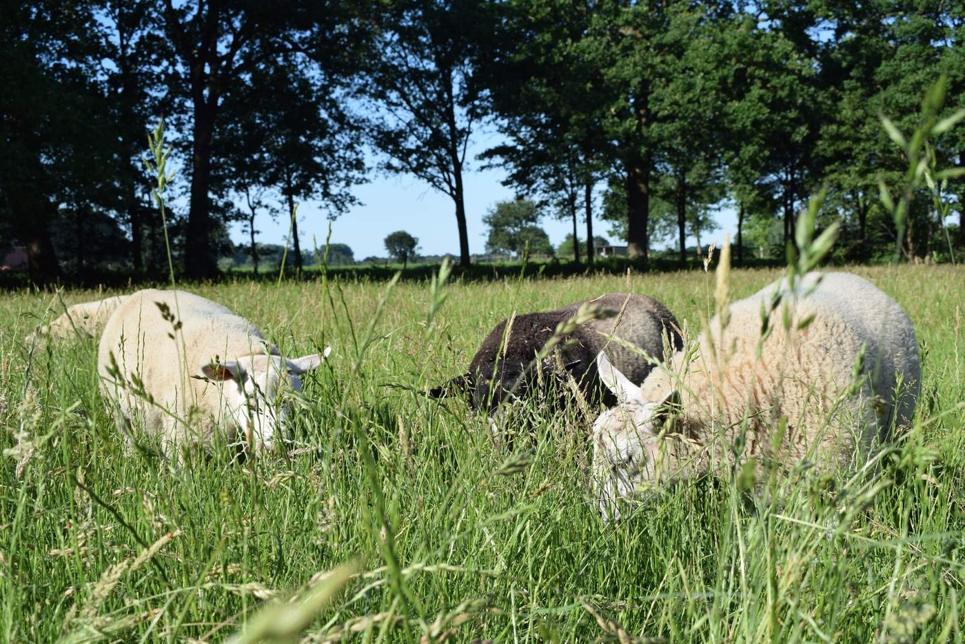 Schapen in het hoge gras op het erf van Boerderij Wolfswinkel